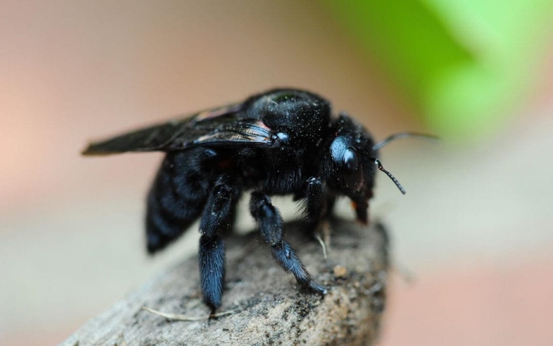 Common Wood-Destroying Insects in the Home