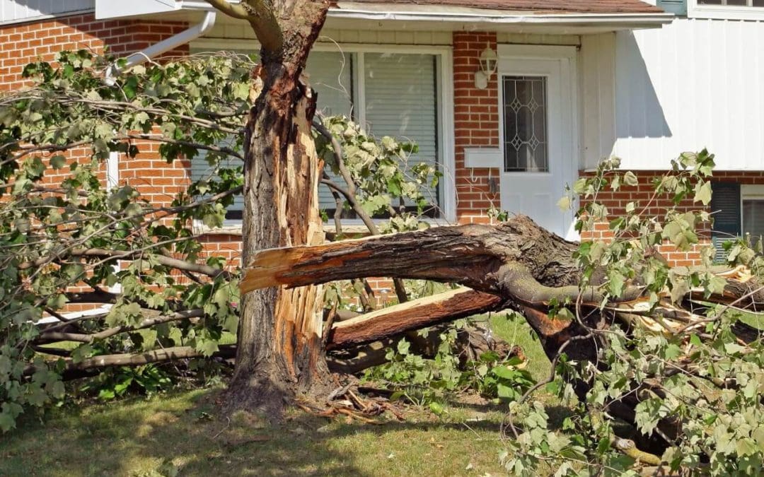 How to Know When to Remove a Tree