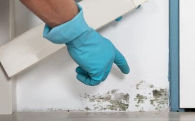 Mold Myths Busted: What Homeowners Actually Need to Know