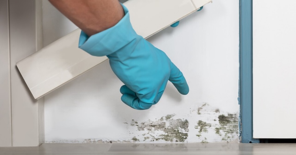 Mold Myths Busted: What Homeowners Actually Need to Know